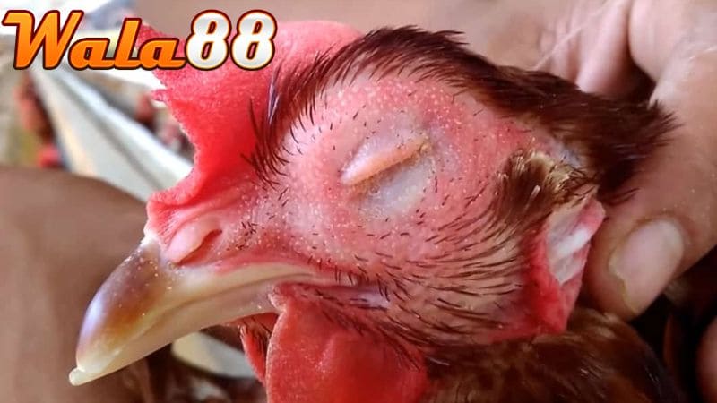 Điều trị bệnh coryza ở gà hiệu quả