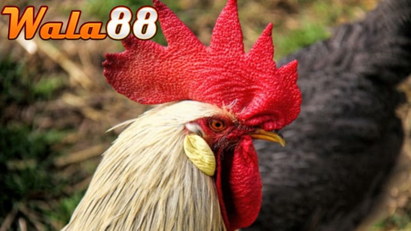 Do mào cờ lớn nên che tầm nhìn và dễ bị dính đòn ở phần mào gà