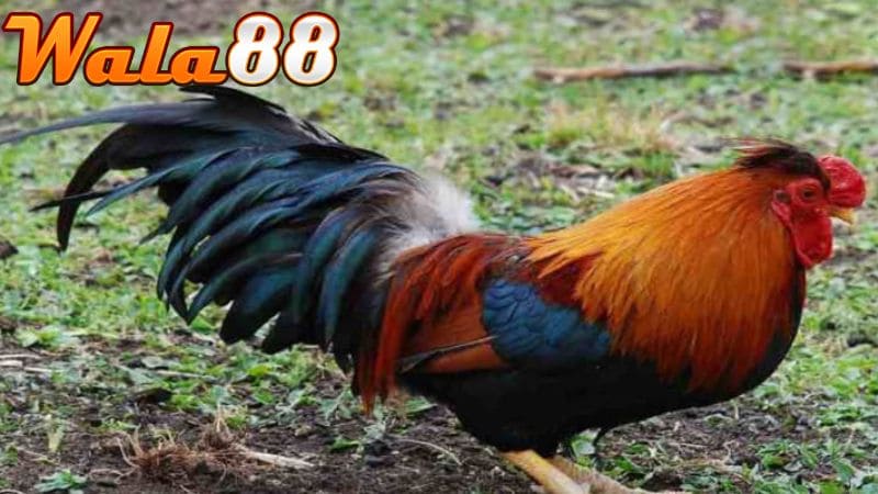 Gà bị đuôi lệch có thể là do dị tật, bị gà khác mổ vào đuôi hoặc thiếu chất dinh dưỡng