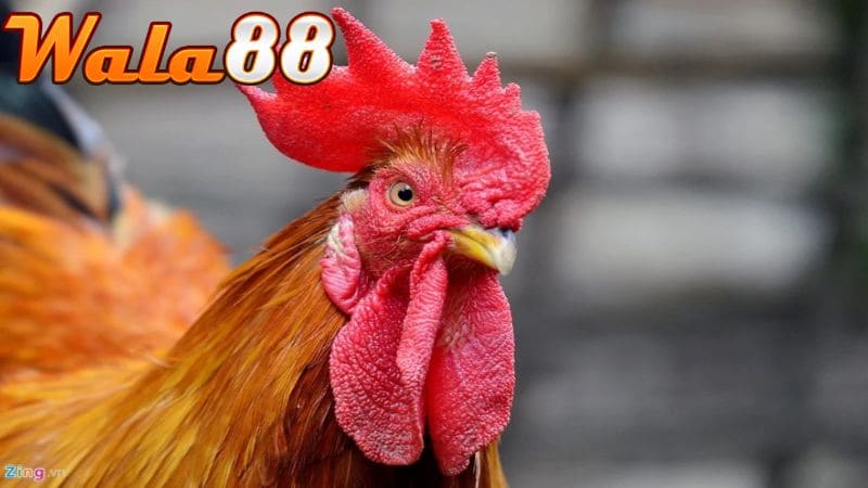 Gà chọi mào cờ là gà có mào to và dài như hình lá cờ