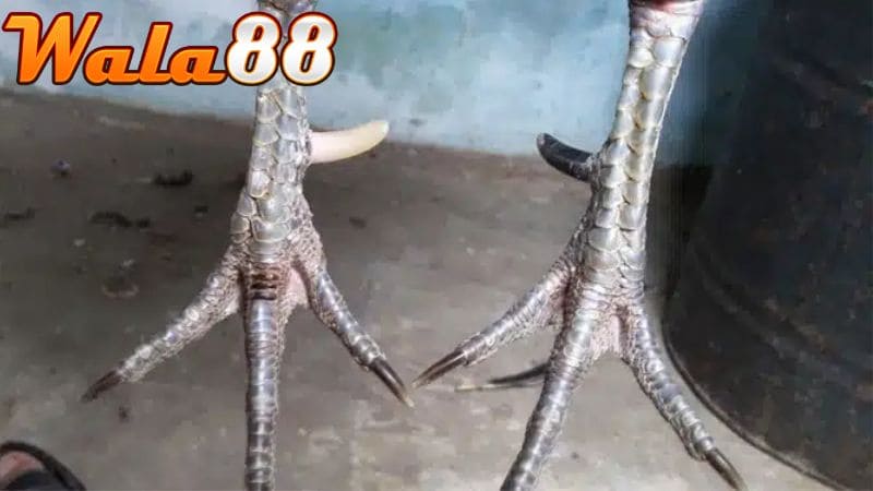 Gà cựa nhật nguyệt là chiến kê sở hữu mọt bên cựa trắng và một bên cựa đen