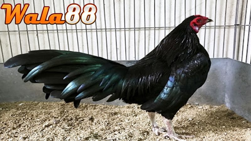 Gà mào cờ có ưu điểm làm cảnh hoặc để đúc mái