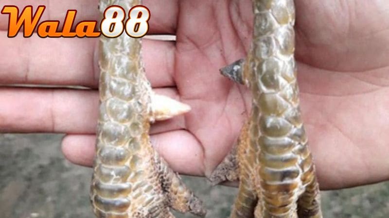 Những đặc điểm để nhận biết gà cựa nhật nguyệt