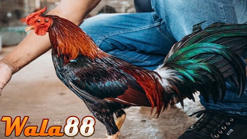 Phục hồi gà sau khi đá về sẽ giúp vết thương nhanh lành và giữ được phong độ chiến đấu