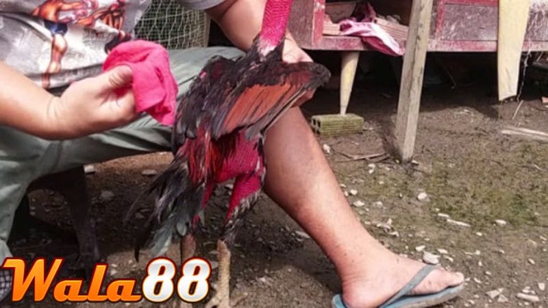 Vệ sinh cơ thể gà sau khi thi đấu về