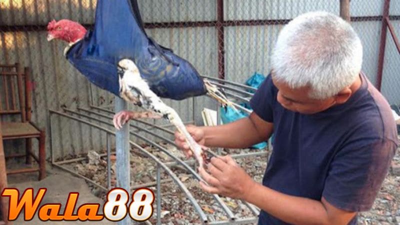 Xử lý vết thương của chiến kê sau khi thi đấu