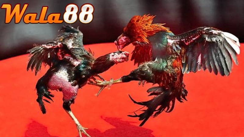 AE888 phát sóng trực tiếp và cập nhật trận đấu mới nhất hàng ngày