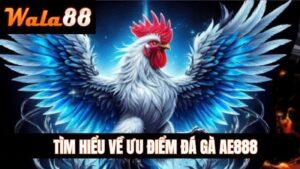 Tìm Hiểu Về Ưu Điểm Đá Gà AE888
