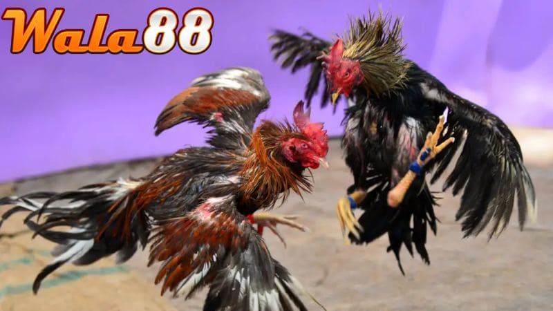 ALO789 phát sóng trực tiếp đá gà với hình ảnh sắc nét và nhiều góc quay cận cảnh