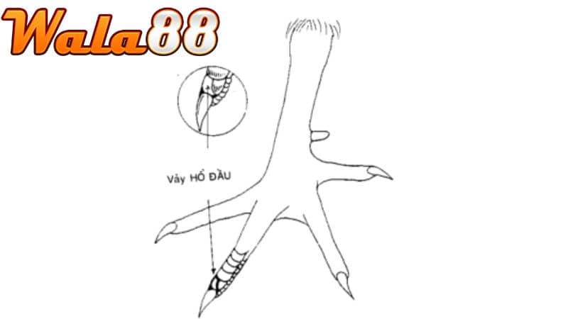 Đặc điểm nhận biết vảy gà dặm đầu hổ