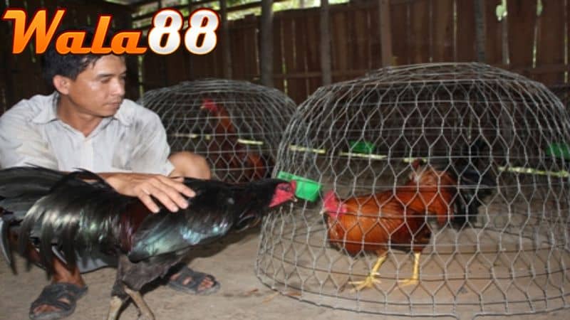 Kinh nghiệm nuôi và huấn luyện gà có vảy dặm đầu hổ