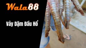 Vảy Dậm Đầu Hổ